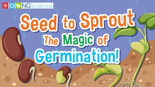 Seed to Sprout – The Magic of Germination!