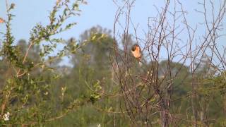 preview picture of video 'Capuchino Garganta Negra (Sporophila ruficollis) en Chajarí. Parte tercera.'