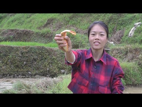 姑娘在鱼塘放养的这种鱼,很多地方都不吃,在这里却卖20多块一斤