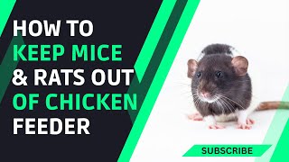 How To Keep Rats And Mice Away From Chickens And Feed