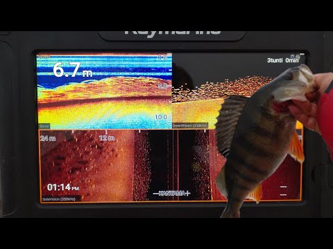 RUOKAKALAT LÖYTYI KARIKOILTA IISVEDESTÄ - AHVENTA JA HAUKEA