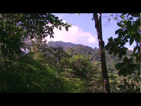 Introducing the Wonderful Birds of Pico Bonito, Honduras [Part 1/3]