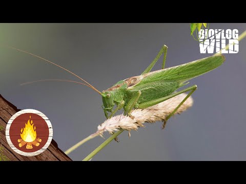 INSECTS that have SABERS! - The Great Green Bush Cricket has a sword! - WeetjeWoensdag
