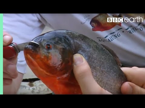 Holding a Red Bellied Piranha | Ultimate Killers | BBC Earth