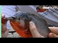 Fishing for Red Bellied Piranha | Ultimate Killers | BBC Fishing for Red Bellied Piranha | Ultimate Killers | BBC