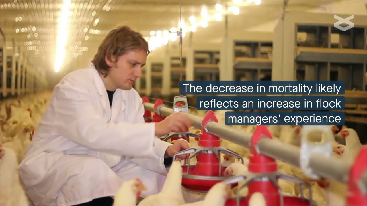 Cage free egg laying hen mortality declines over time