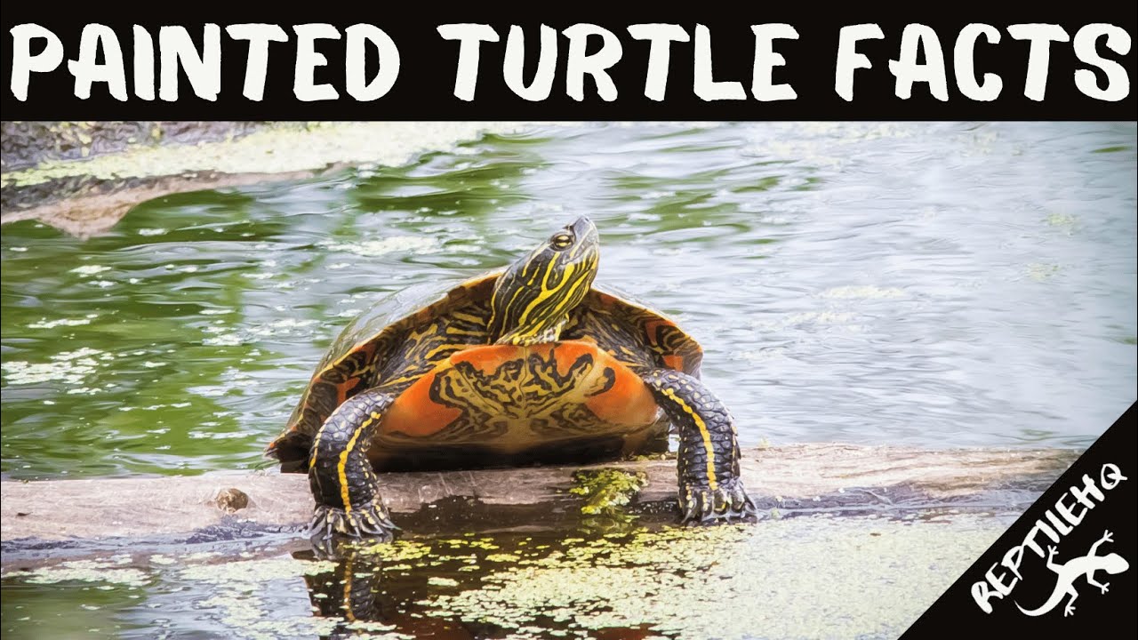 Facts About Painted Turtles You Didn't Know!