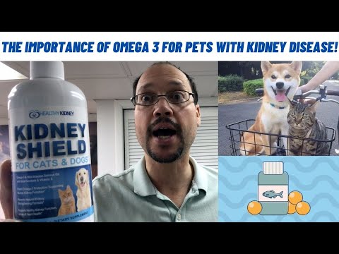 Omega 3 Fatty Acids For Cats & Dogs With Kidney Disease. Pets With CKD Can Heavily Benefit From This