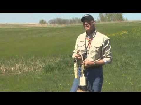 Dogtra EDGE RT Additional Receiver 1 Mile - Green Video