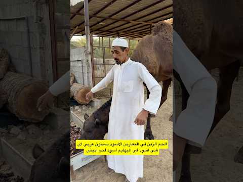 الحم الزين في البعارين الاسود #اكسبلور #ترند