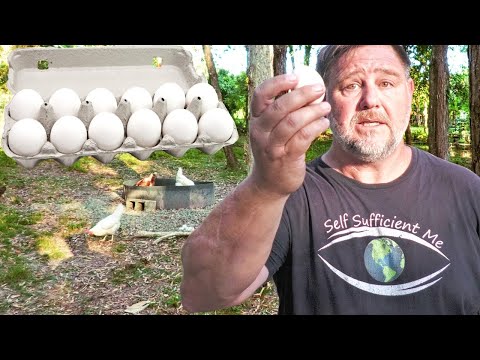 , title : 'Why Keeping Chickens is a "BAD" Idea | World Egg Crisis'