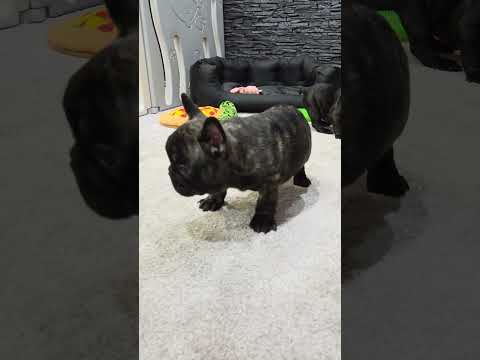 Video 1