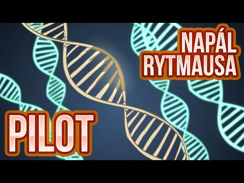 Napál Rytmausa - 1 : Pilot