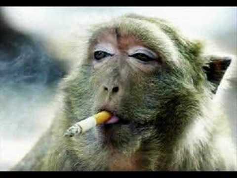 Alice Deejay ft. Jay-Z, The Lox, Ghostface Killah, Nas, Mobb