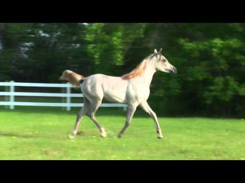 DeSha Nile Princess (Laheeb Al Nasser x Farid Nile Dream)