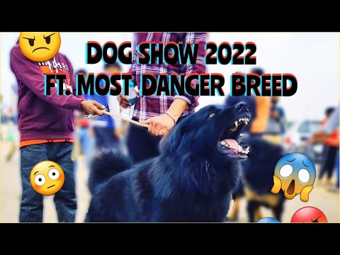 Wholesale Dog Market near Ludhiana | Ft. Bakkharwal 😱😱 Most Aggressive breed in show | KCI | UKC GMK