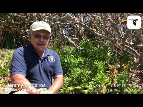 May 5th Bermuda Petrel "Cahow" Health Check