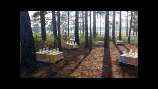 American Honey Bee Farmer - Youtube Version