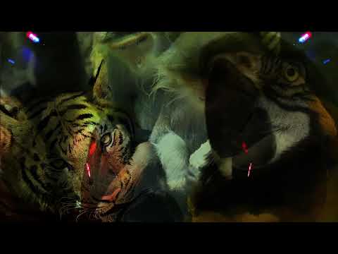 IAH - Magical Animals Live