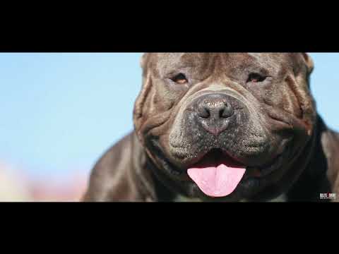 Mr. BRAKO (American Bully Brakos)