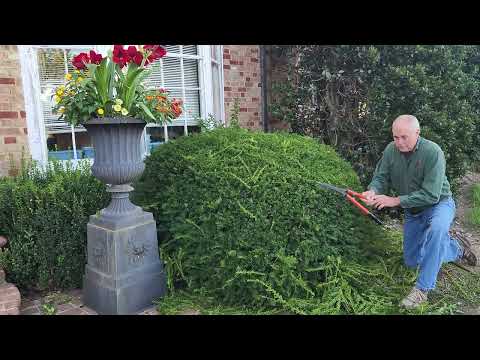 pruning Yew shrubs, how to cut back Taxus, different types of yews explained