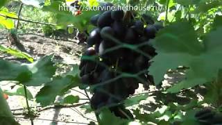 Сорта винограда 2018. Велика - самый крупный и вкусный черный сорт