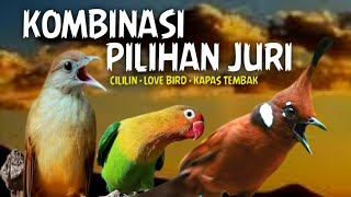 Download lagu PILIHAN JURI TERBAIK‼️KOMBINASI CILILIN KAPAS TEMBAK LOVE BIRD JERNIH BERJEDA GAMPANG MASUK mp3