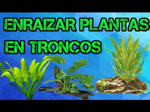 COMO ENRAIZAR PLANTAS ACUÁTICAS EN TRONCOS