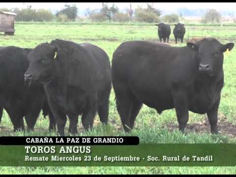 TOROS DE CABAÑA LA PAZ DE GRANDIO - REMATE MIERCOLES 23 EN TANDIL
