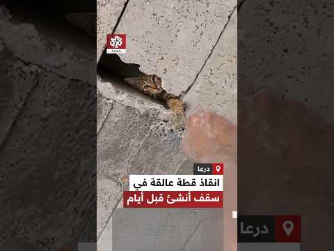 إنقاذ قطة صغيرة علقت داخل سقف خرساني أُنشئ منذ عدة أيام في محافظة درعا السورية