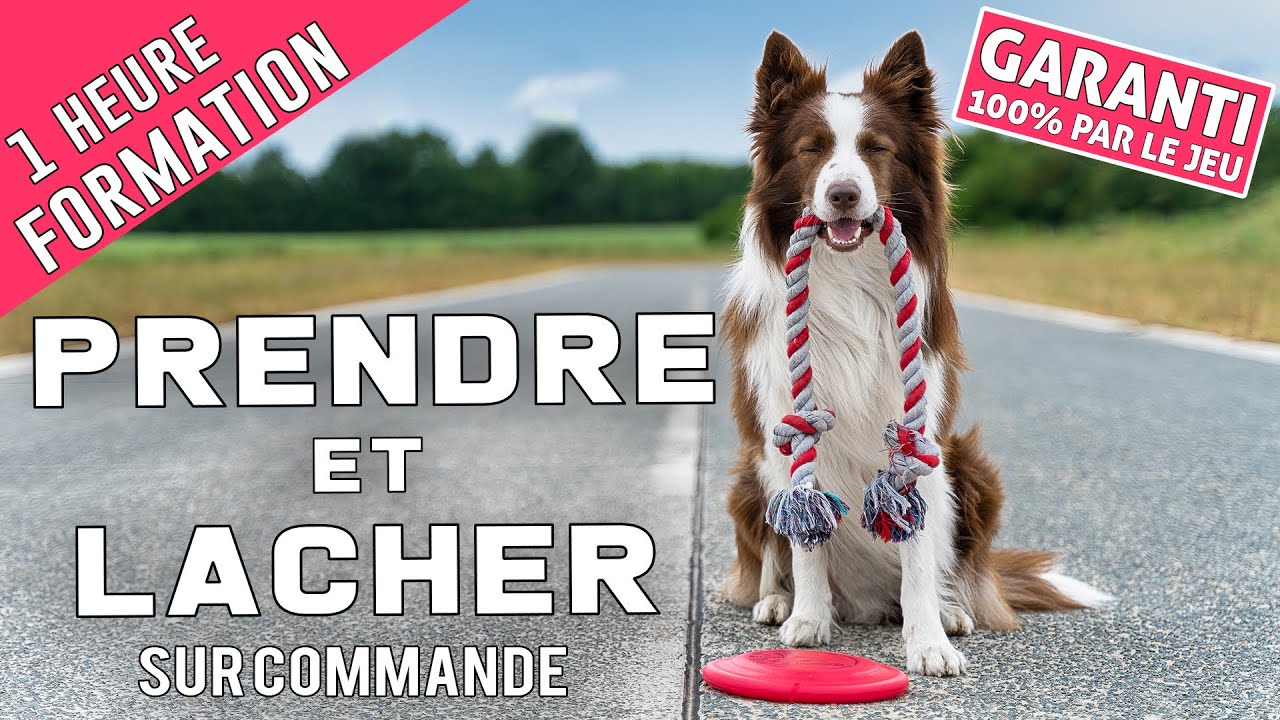 APPRENDRE à son chien à PRENDRE et LÂCHER