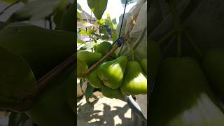 Download lagu Teerussss‼️Jambu air Green giant , susul menyusul calon bunga #gg #greengiant #tabulampot #fruit 🇮🇩 mp3