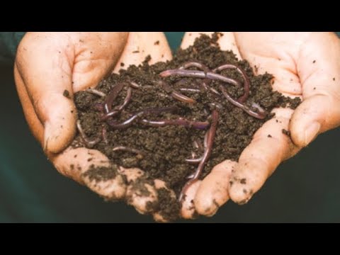 Starting a worm composting bin & harvesting worm castings
