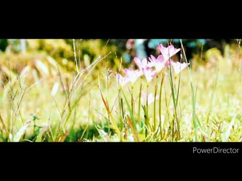 DJ Junior - Nomu Dodomo