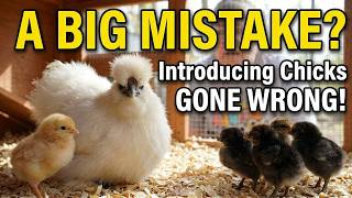 Don't Do This! Our Failed Attempt at Introducing Baby Chicks