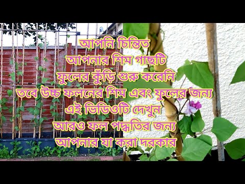 , title : 'How to: Caring & pruning your bean plant|Pinch out top tips for quick flowers & Fruits|Shokher Bagan'