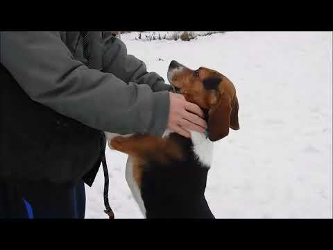 LUIGI, an adopted Beagle in Ironwood, MI_image-1
