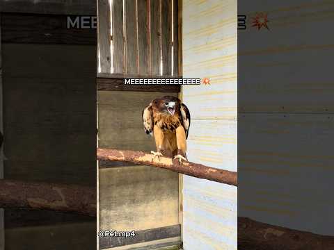 Making a new feathered friend 🦅💛#funny #animallife #funnyanimal #animals #hawk #hawks #cute