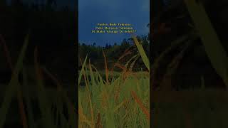 Download lagu STORY WA SUNDA #short mp3 Download lagu STORY WA SUNDA #short mp3