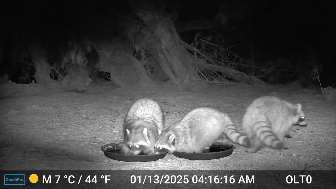 S3E3: The racoons stop by for a morning drink of water, with one checking in on the camera afterwards