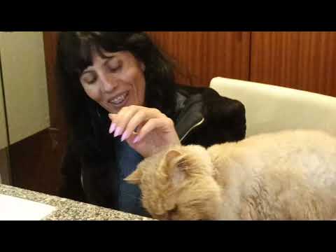 Cat Moments Pousada Lousa