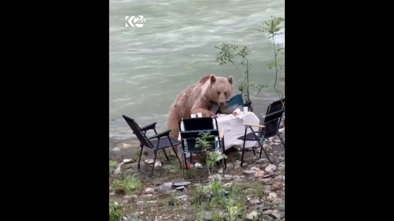 ڤیدیۆ | ورچێک لە ناوچەی ھەڵڤۆری دێرسیمی باکووری کوردستان خواردنی گەشتیاران دەخوات