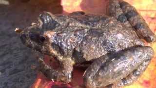 Fall Cricket Frog