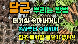 당근을 뿌리는 기발한 방법 더이상 솎아내거나 파종부터 수확까지 잡초를 제거할 필요가 없는 쉽게 당근 키우는법