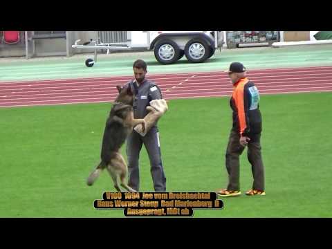 2019 SV BSZS in Nurnberg TSB GHKR best of the best Show line against Working line