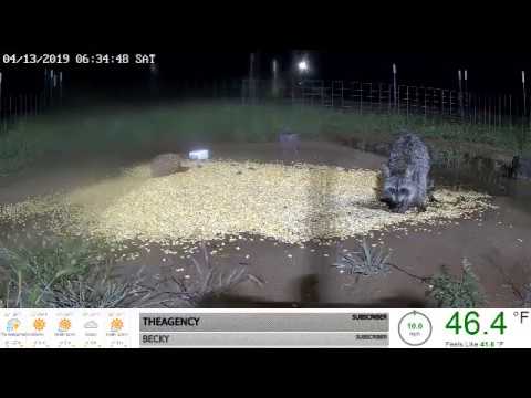 Raccoon And Thunderstorm On Camera 4-13-19