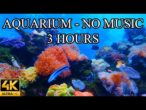 AQUARIUM 4K Coral Reef 4K Video No Music No Ads - 3 Hours | Aquarium Sounds For Sleeping