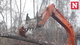 Orangutan Attacks Digger Destroying Its Home