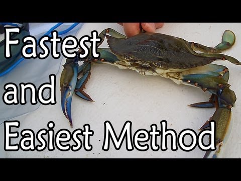 download lagu mp3 mp4 Half Bushel Of Crabs Feeds How Many, download lagu Half Bushel Of Crabs Feeds How Many gratis, unduh video klip Half Bushel Of Crabs Feeds How Many