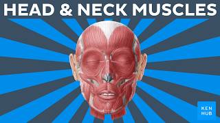 All main head and neck muscles in less than 30 minutes
